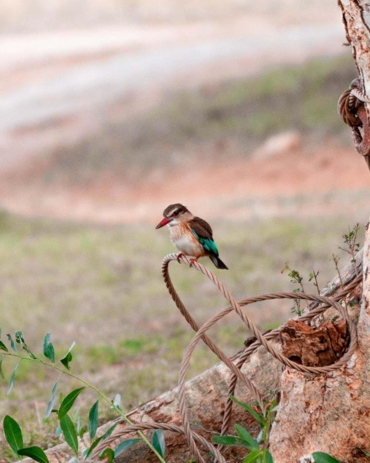 Maninghi Lodge Balule Game Reserve Esterno foto
