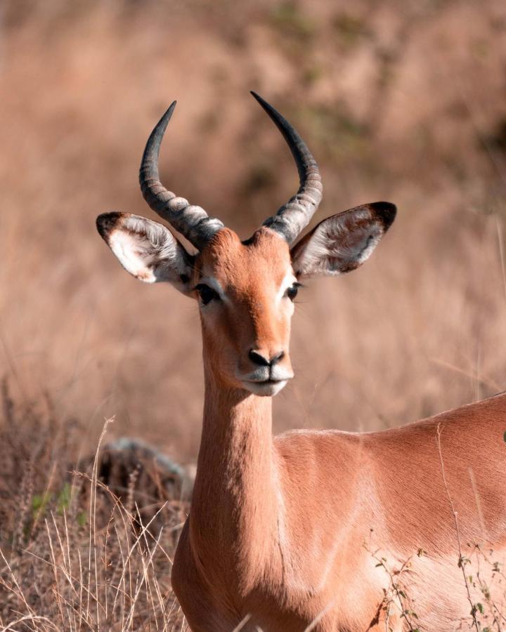Maninghi Lodge Balule Game Reserve Esterno foto