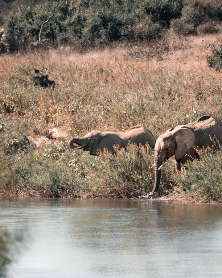 Maninghi Lodge Balule Game Reserve Esterno foto