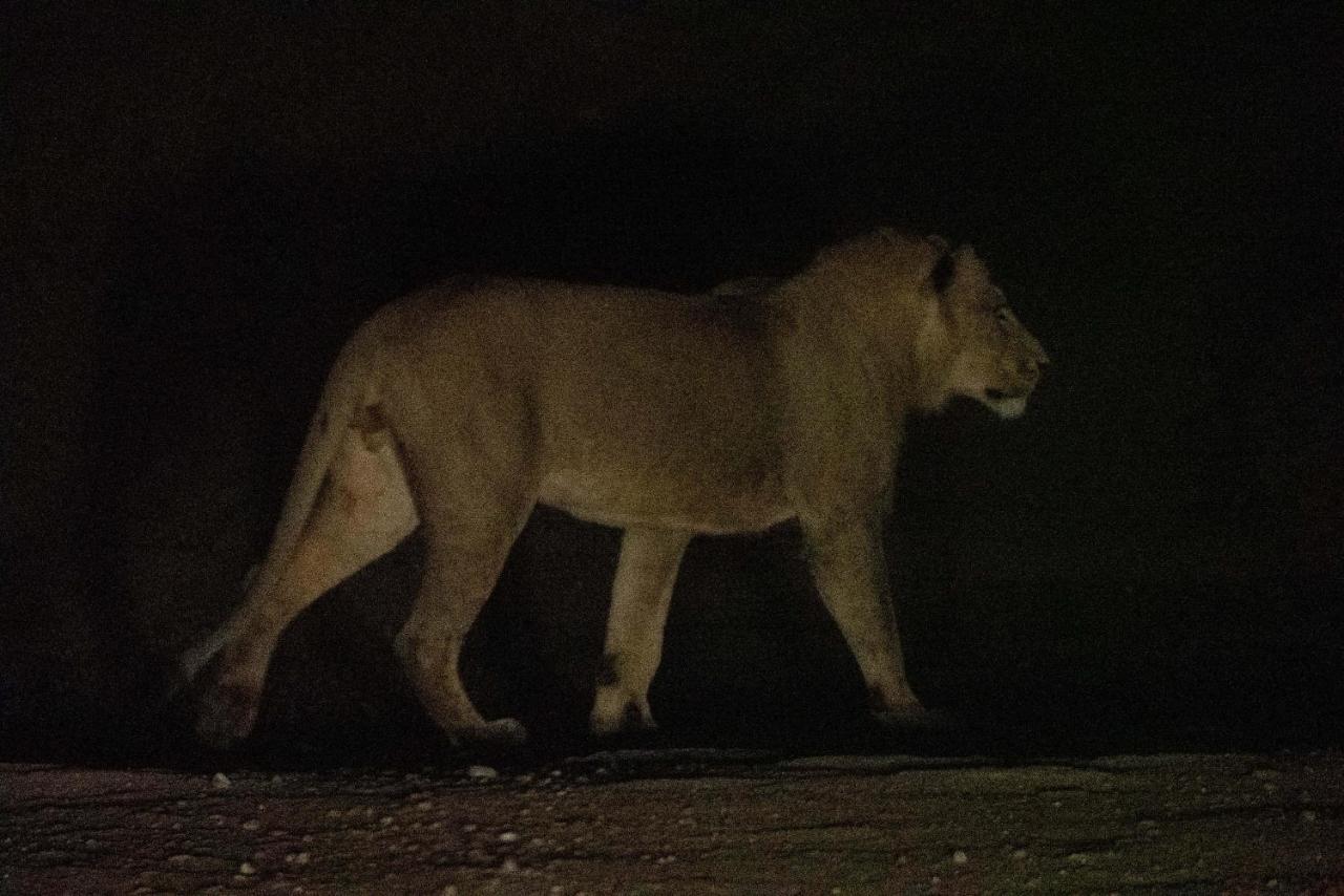 Maninghi Lodge Balule Game Reserve Esterno foto