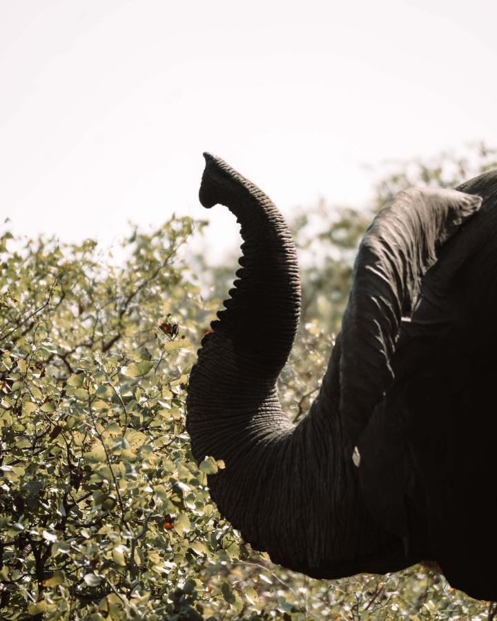 Maninghi Lodge Balule Game Reserve Esterno foto