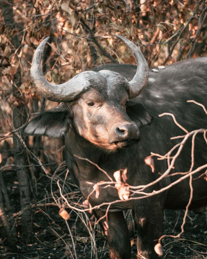 Maninghi Lodge Balule Game Reserve Esterno foto