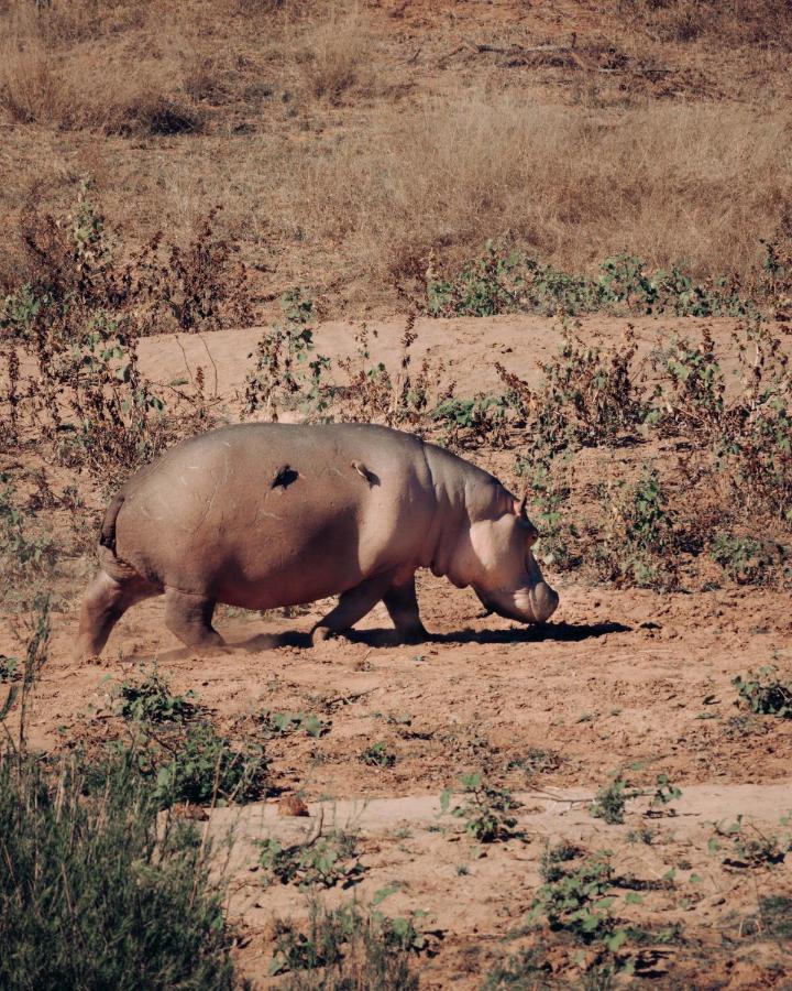 Maninghi Lodge Balule Game Reserve Esterno foto