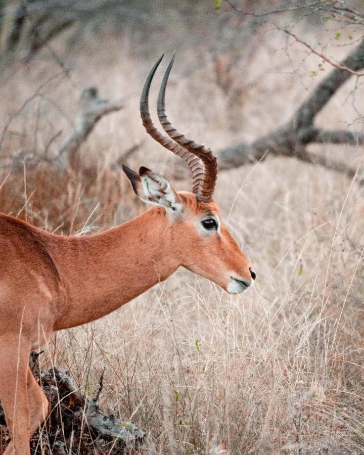 Maninghi Lodge Balule Game Reserve Esterno foto